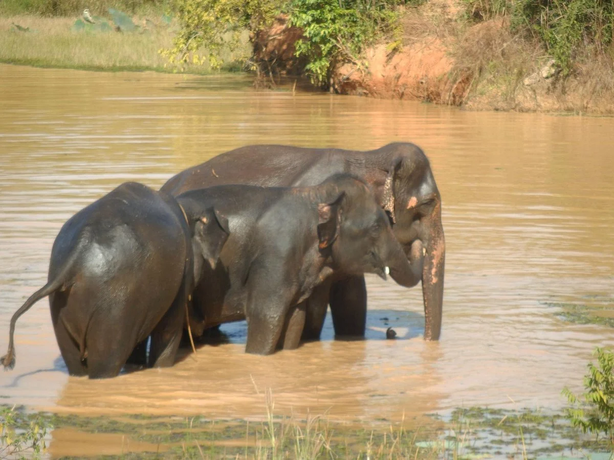 Save Elephant Foundation - Surin Project