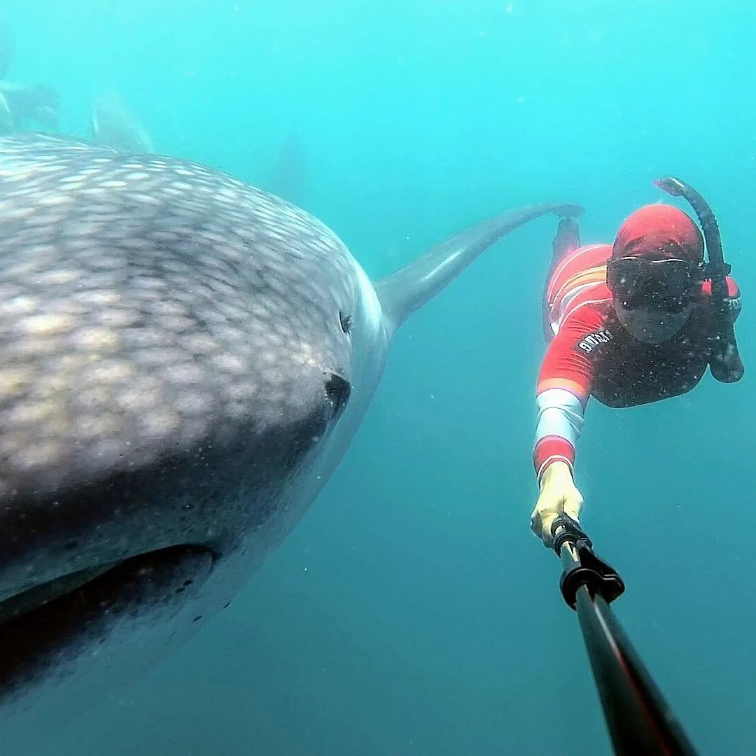 Whale Shark Sightseeing Spot