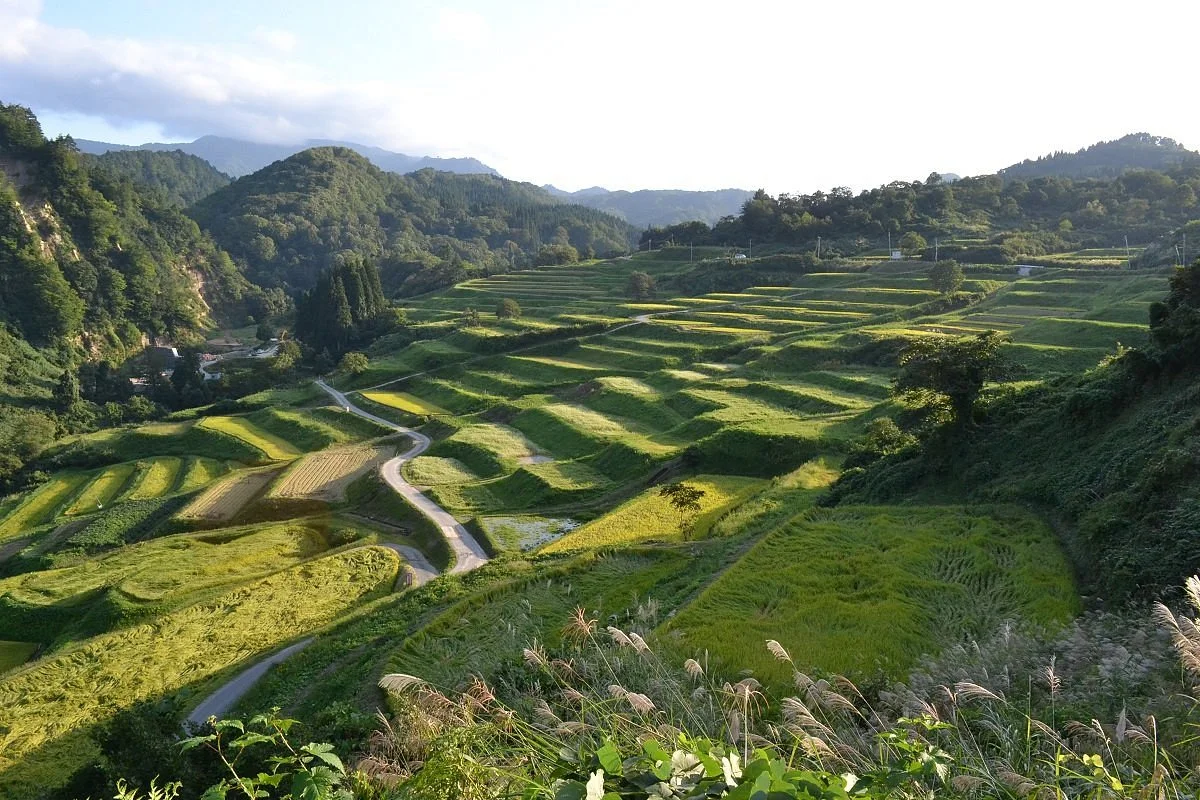 Shikamura Rice Terraces