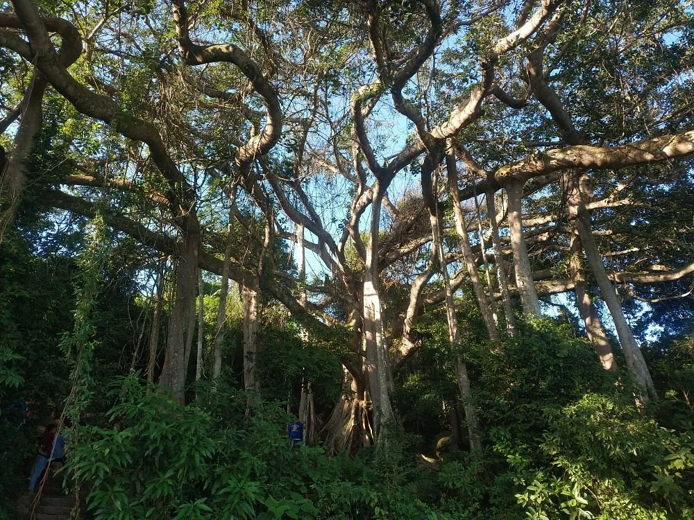 Cay Da Dai Thu (800 Year Ficus)