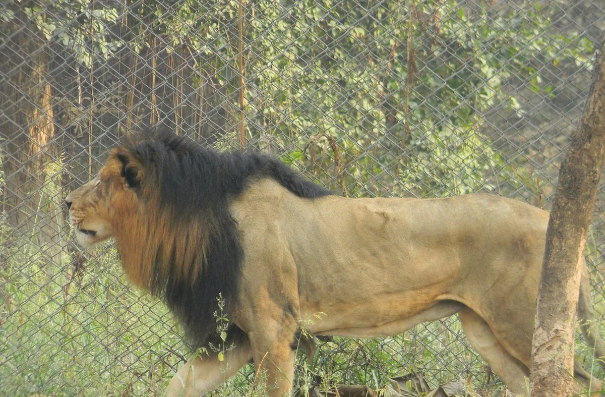 Nawab Wajid Ali Shah Zoological Garden