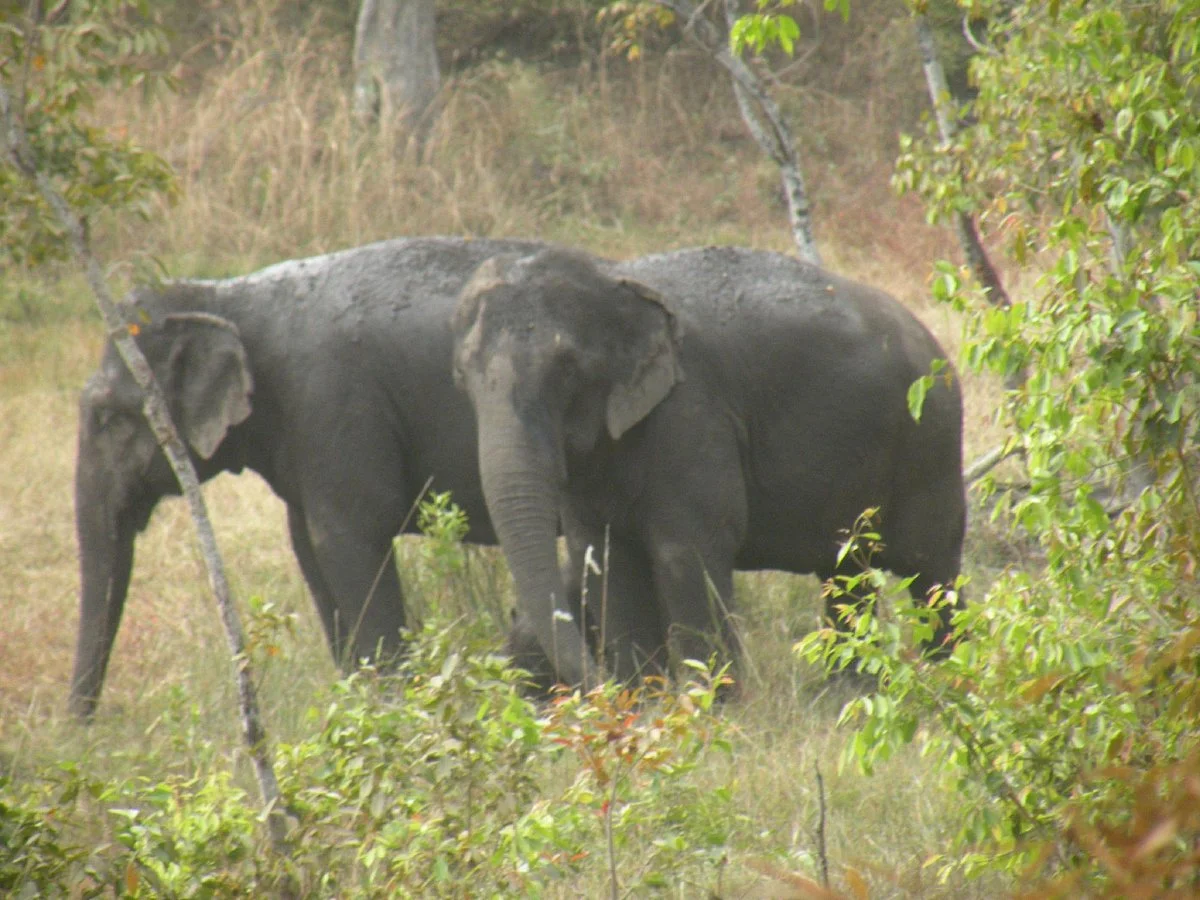 Balpakram National Park
