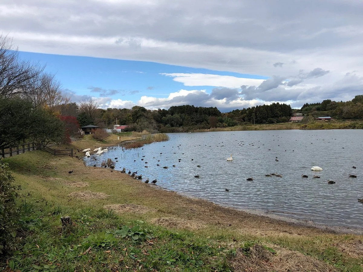 Handa Swamp
