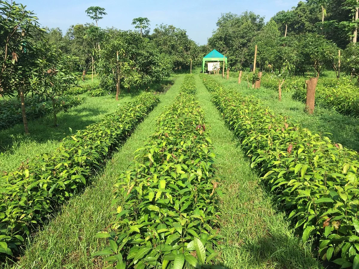 Kebun Percobaan Cukurgondang