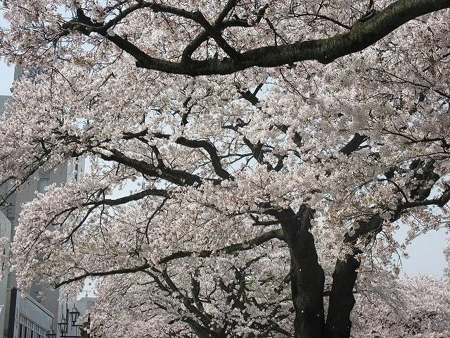 Hitachi Cherry Blossom Matsuri