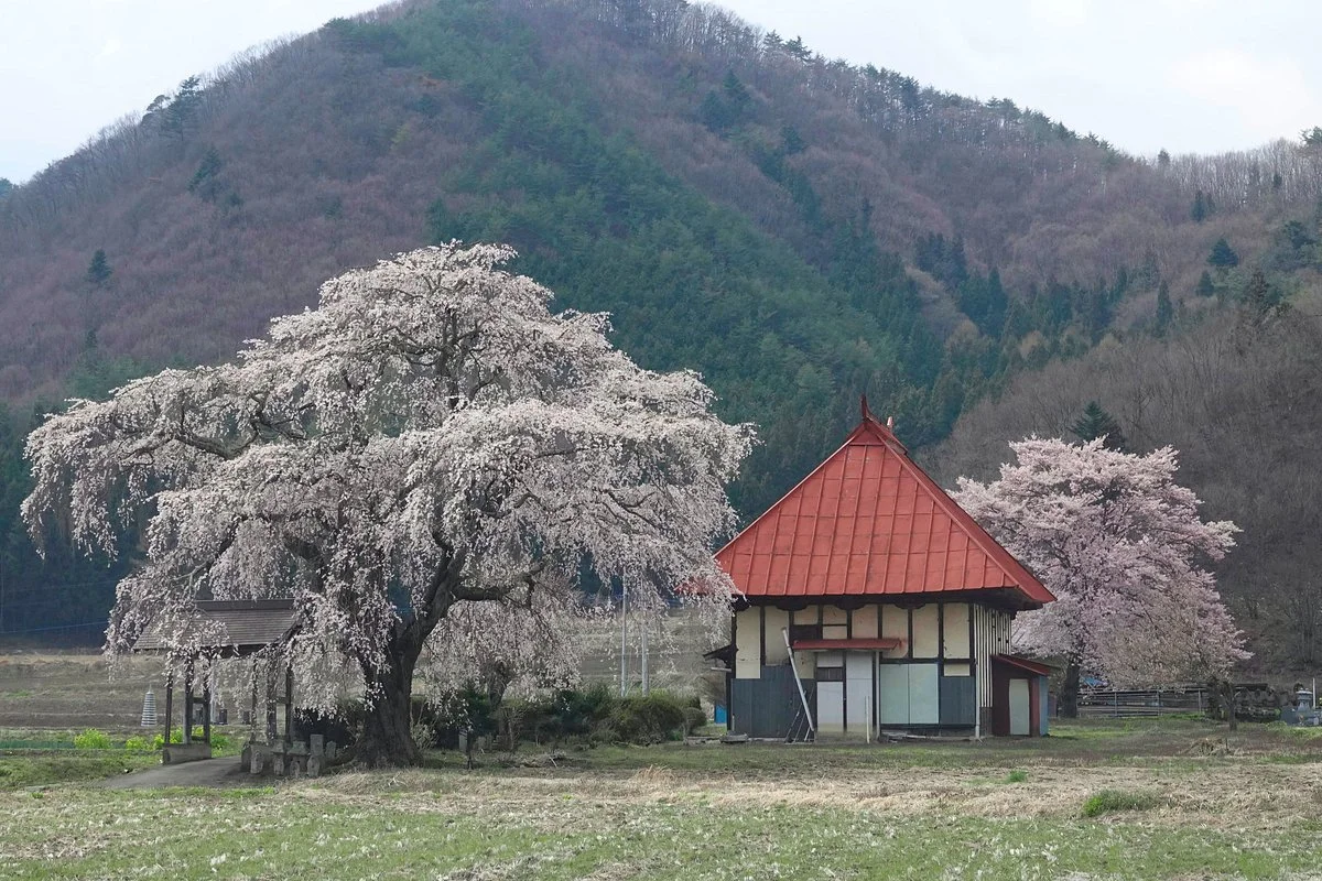Shidarezakura of Tensho-ji Temple