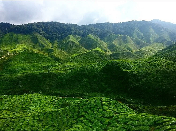 Cameron Highlands Jungle Trail No. 2