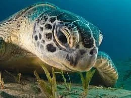 Turtle Hatchery Hikkaduwa