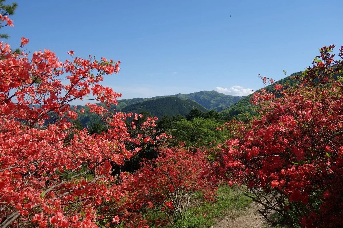 Kanaoyama Tsutsuji Park