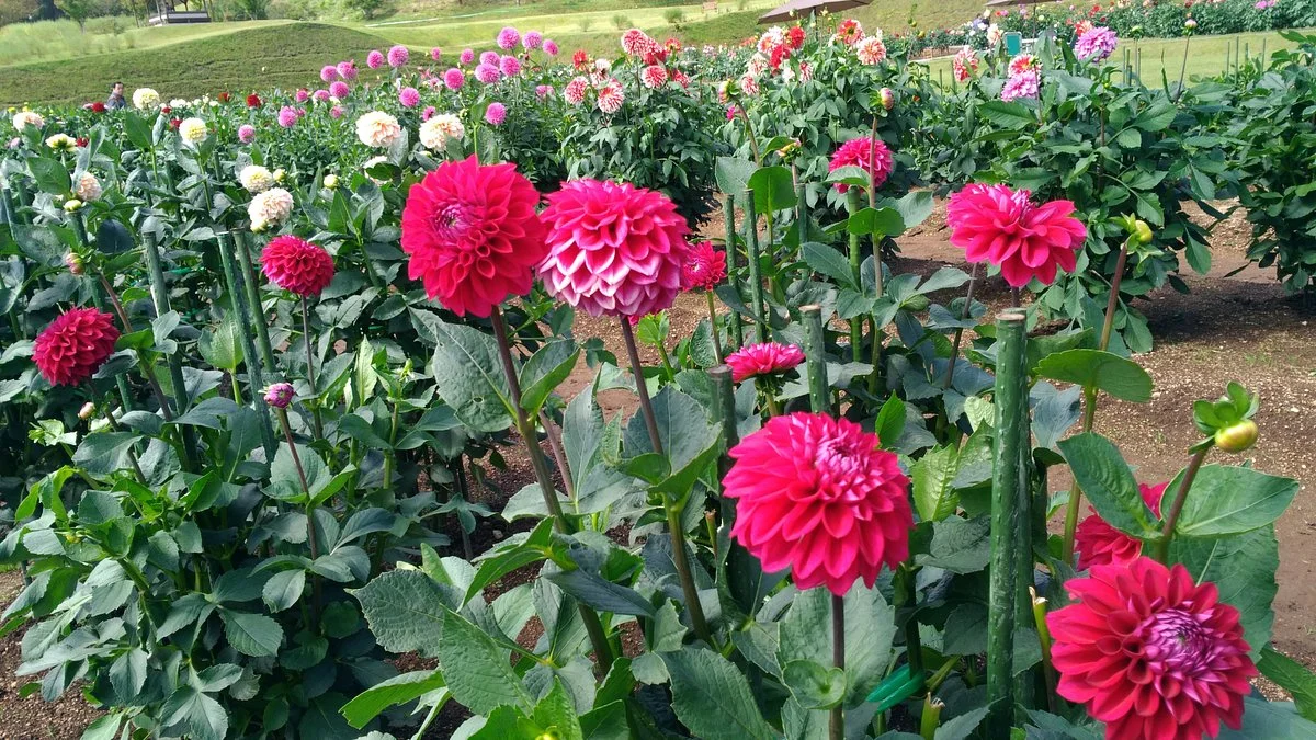 Akita International Dahlia Gardens
