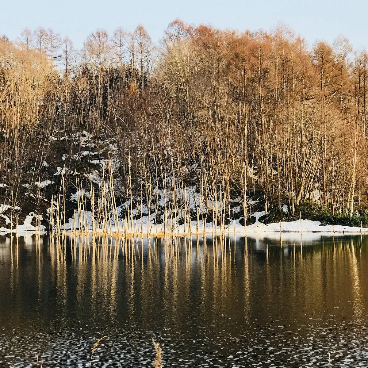 Gekko Pond