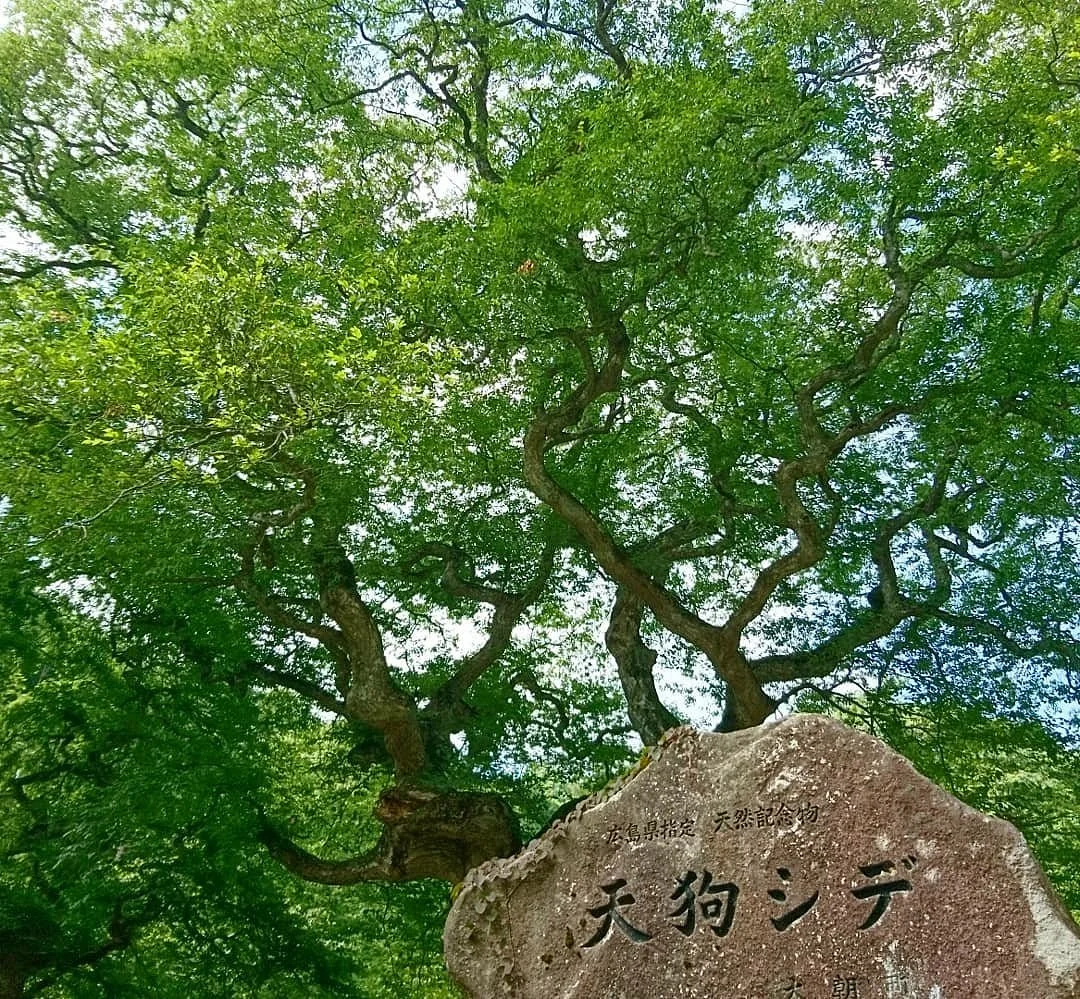 Tengushide Grove of Oasa