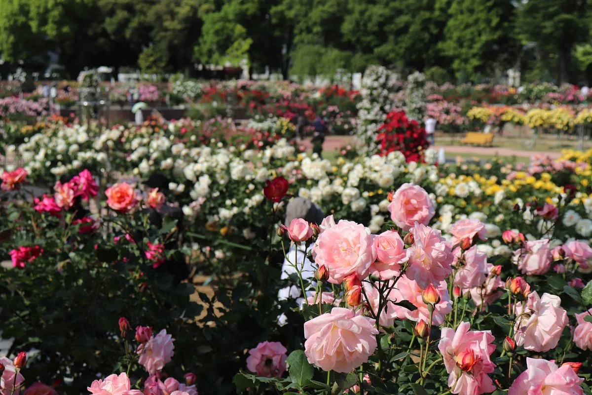Shikishima Parfk Rose Garden