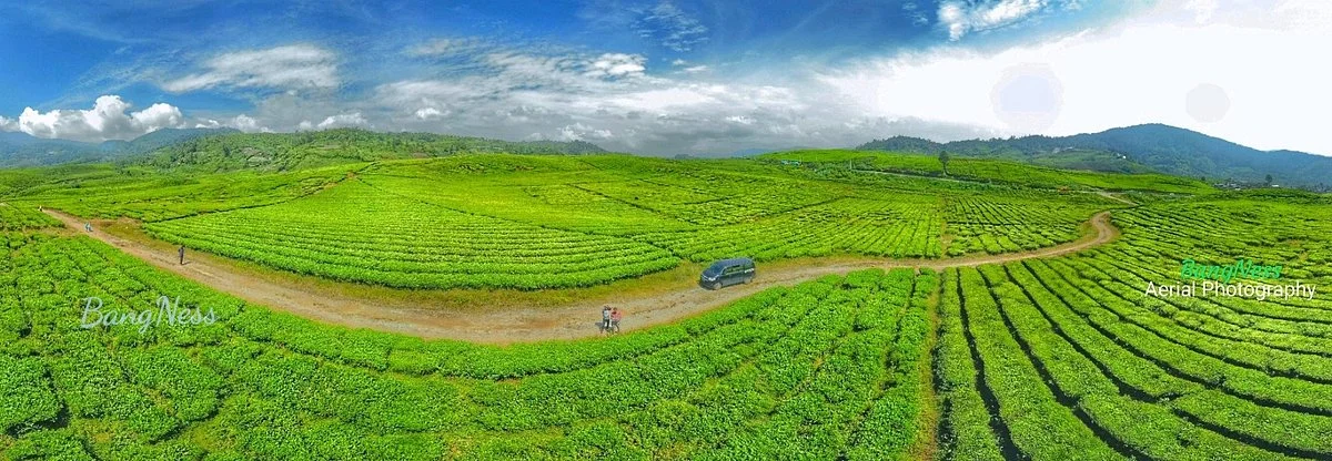 Alahan Panjang Tea Farm