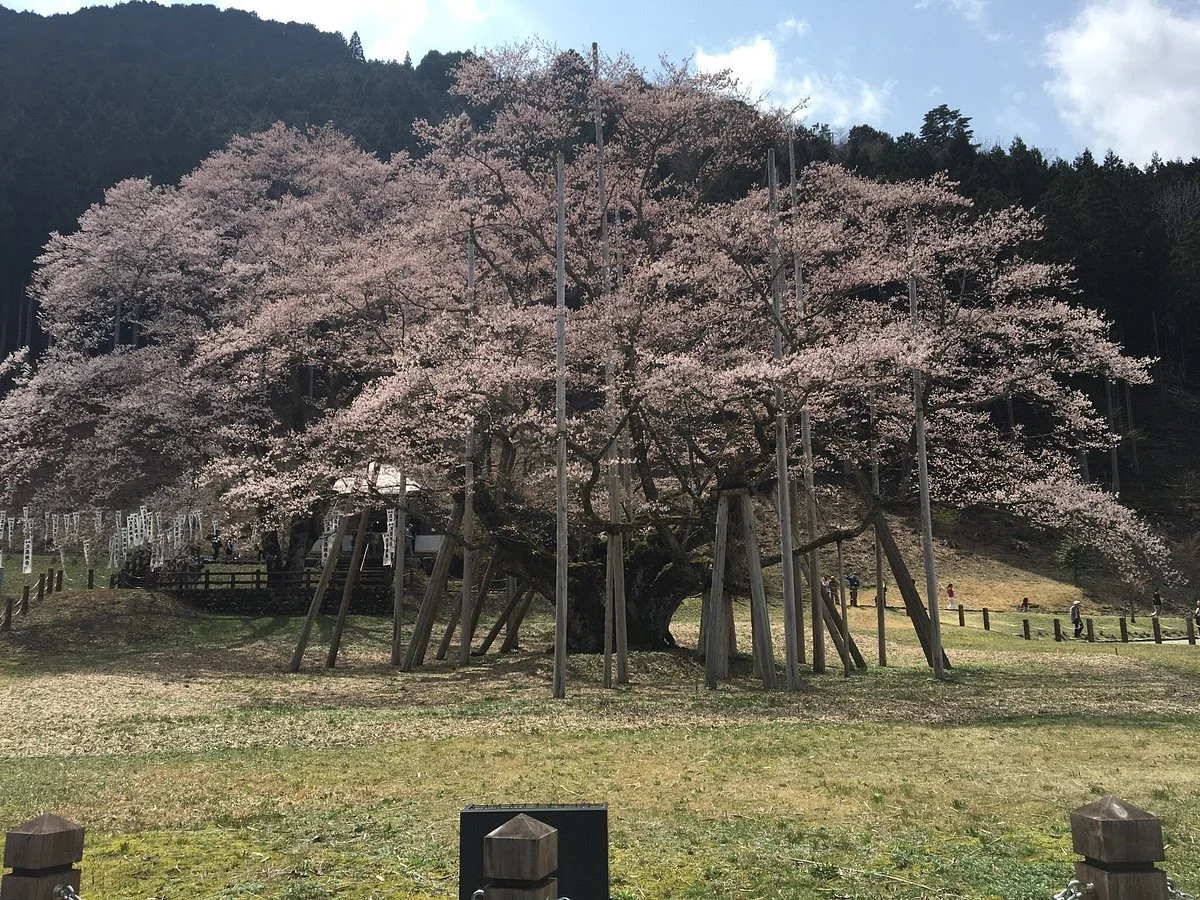 Michi-no-Eki -Usuzumi Village of Cherry Tree , Neo