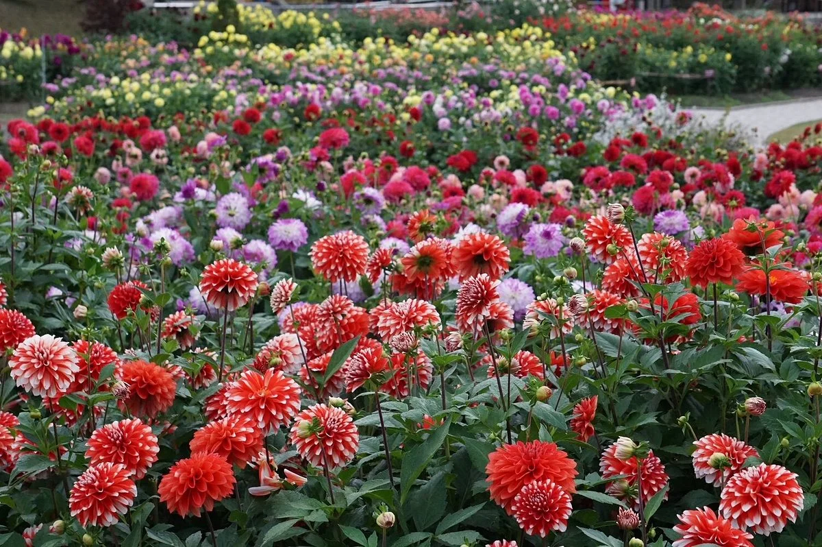 Yamagata Kawanishi Dariya Garden