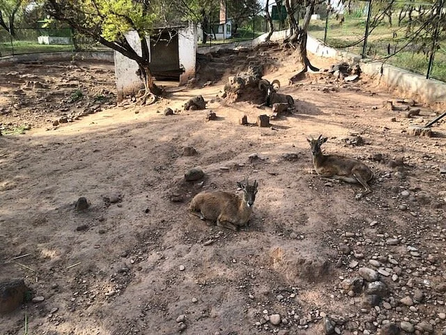 Lohi Bher Wildlife Park