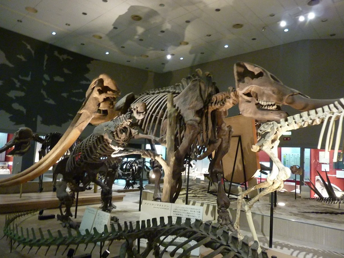 Osaka Museum of Natural History