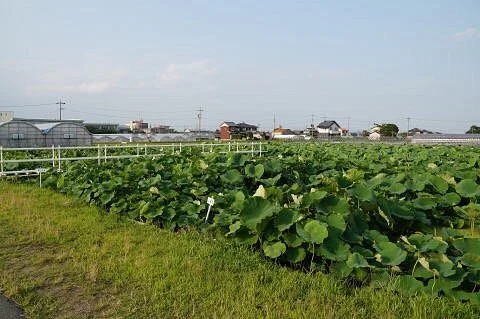 Preserved Akahasu Field
