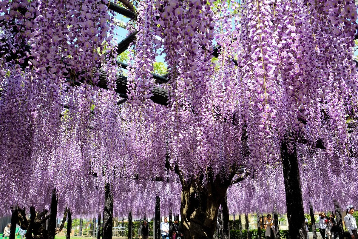 Yuyano Nagafuji