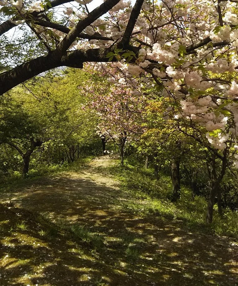 Ominesan Sakura Park