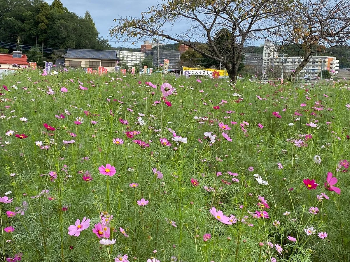 Komatsu Cosmos Park