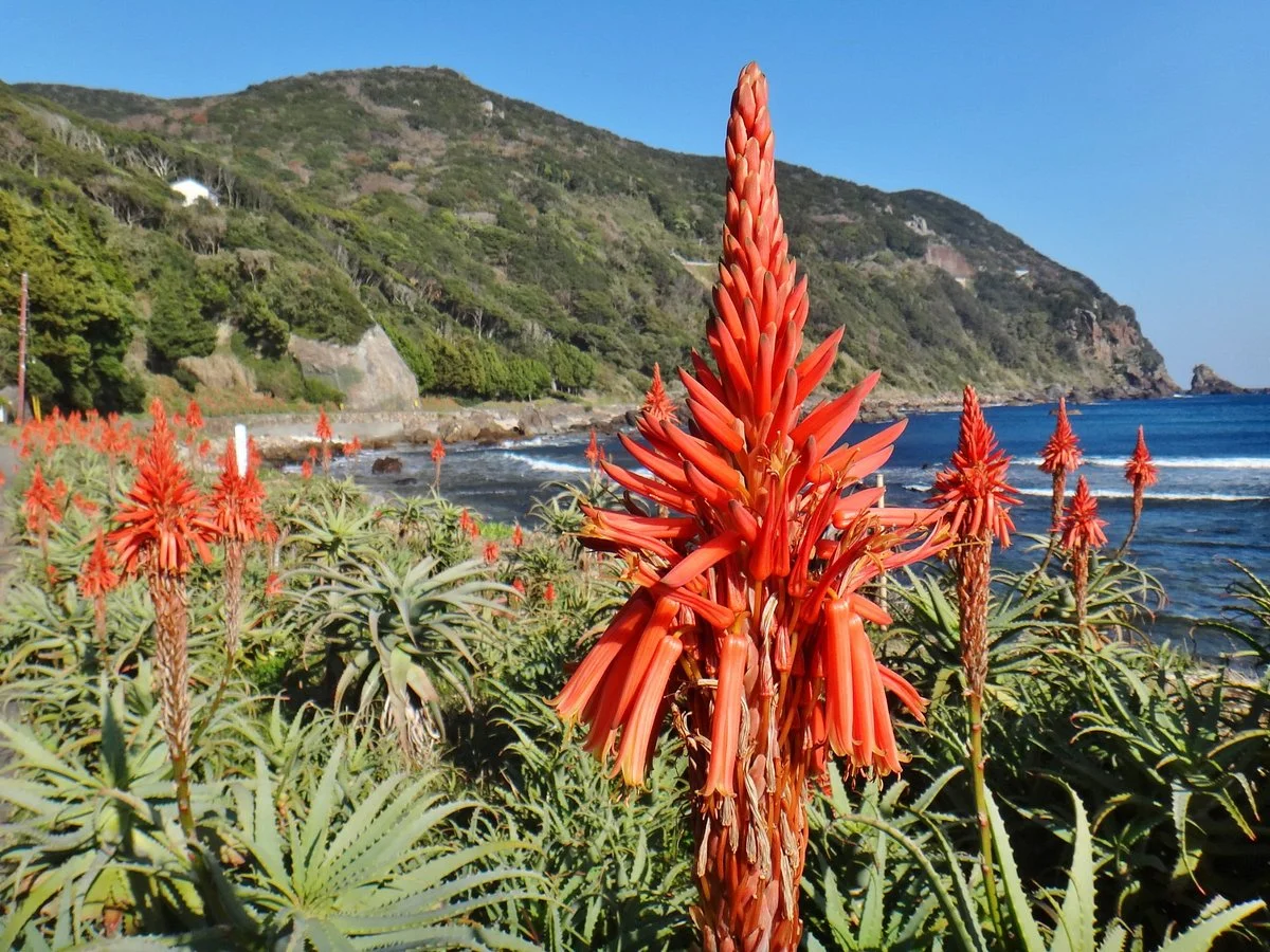 Aloe no Sato