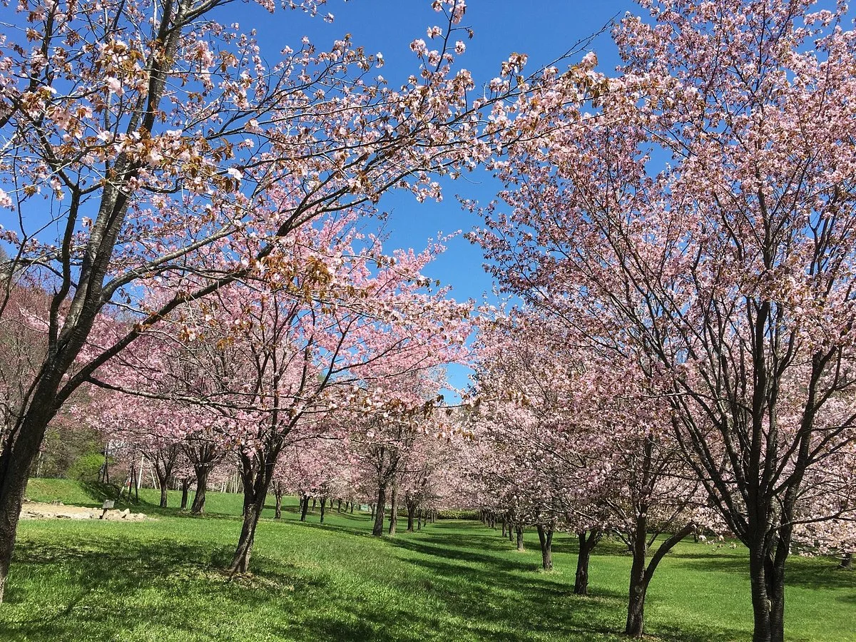 Shinrin Park Ikoi no Mori