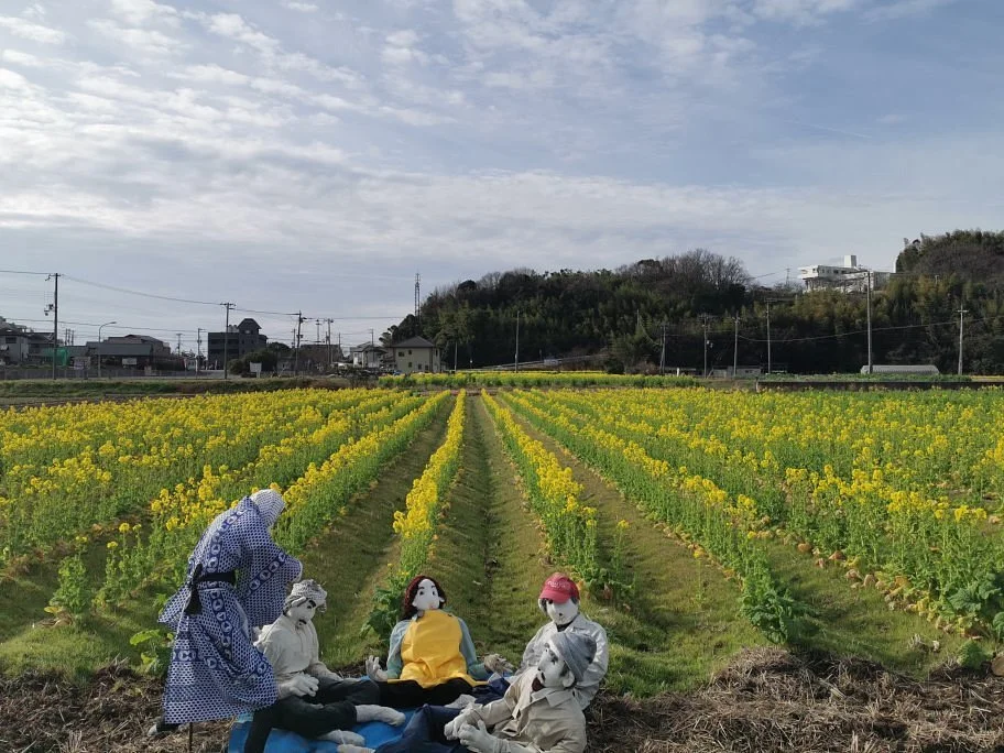 Canola Flower Field at West Side of Mitsu