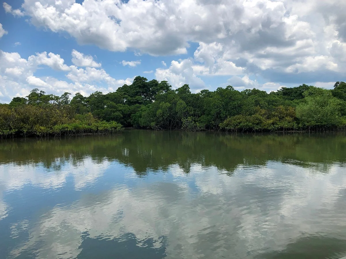 Haikou Mangrove