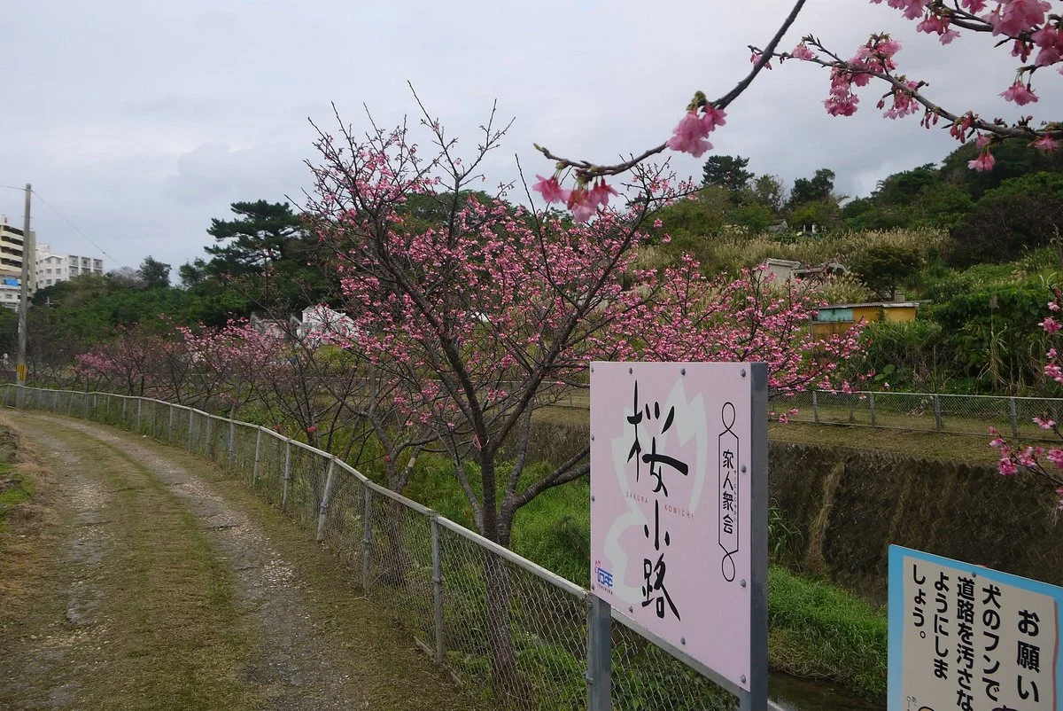 Sakura Komichi