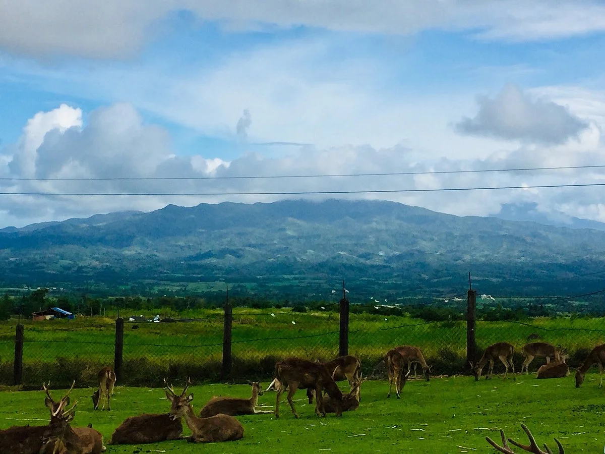 Ocampo Deer Farm