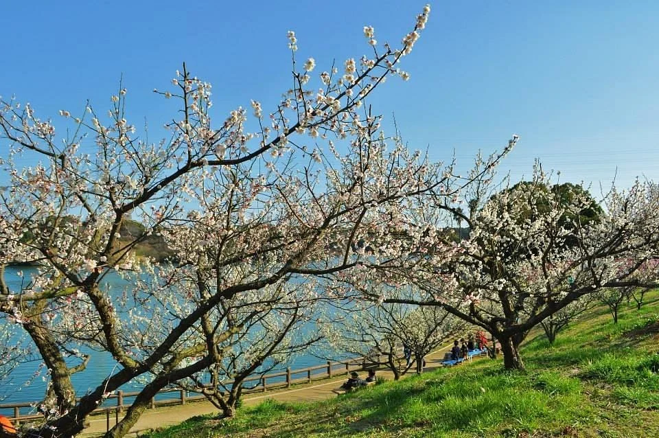 Umekkasori