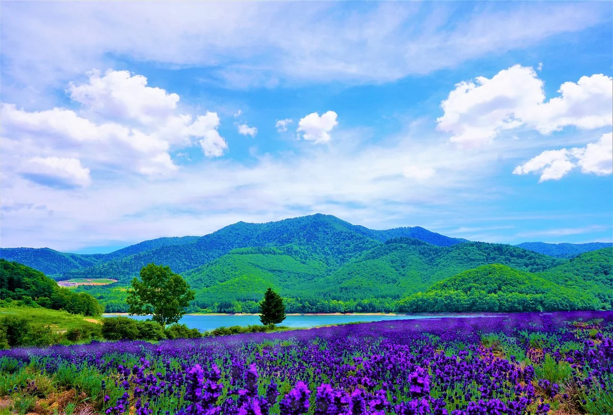 Lake Kanayama Lavender Garden