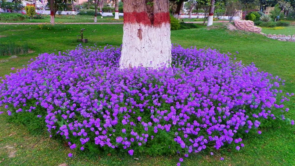 Cantonment Garden