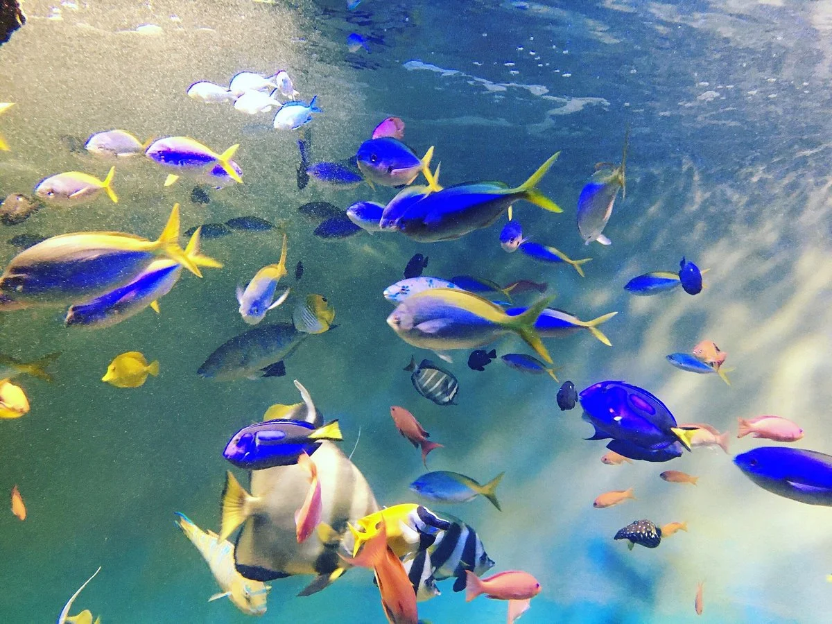 Miyajima Public Aquarium