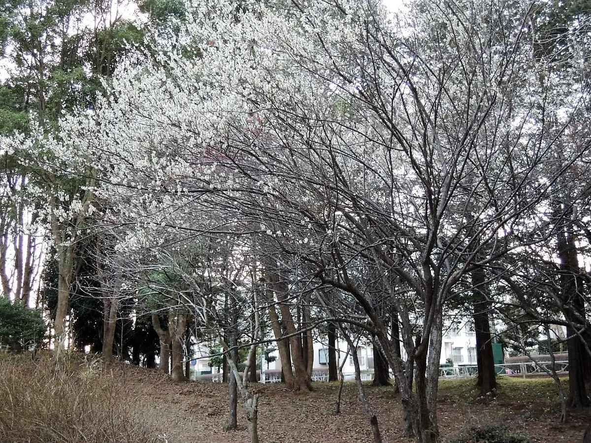 Hiyoshidai Central Park