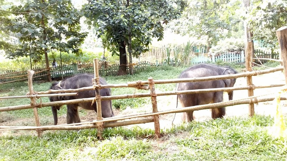 Konni Elephant Training Centre