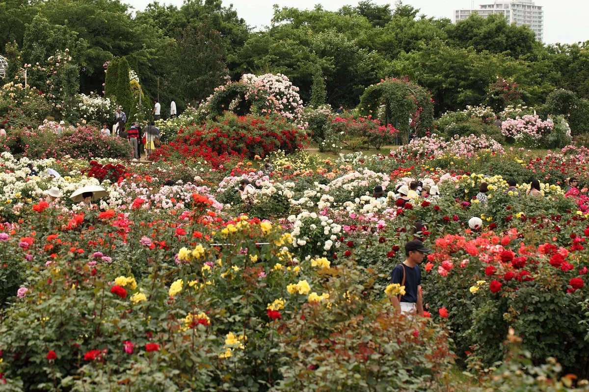 Keisei Rose Garden