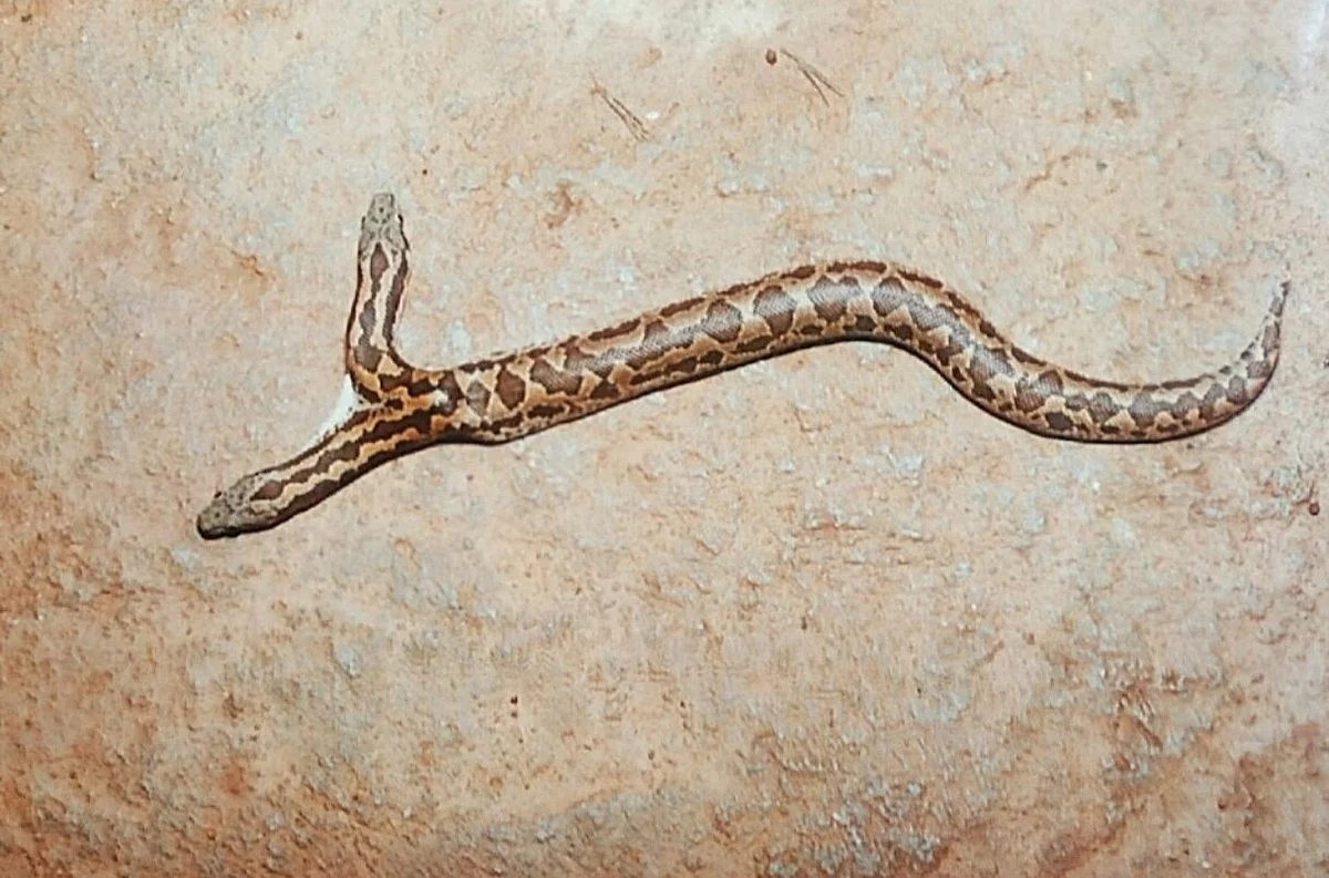 Aithal Snake Park
