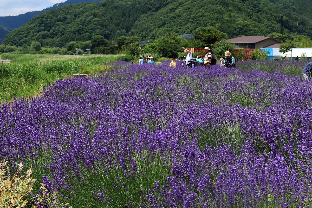 Lake Kawaguchi Herb Festival