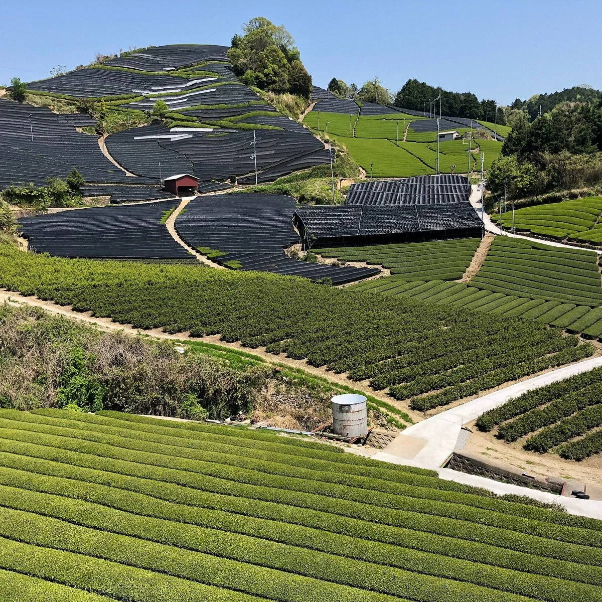 Ishitera Tea Plantation
