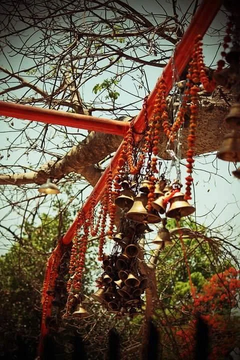 Parijat Tree