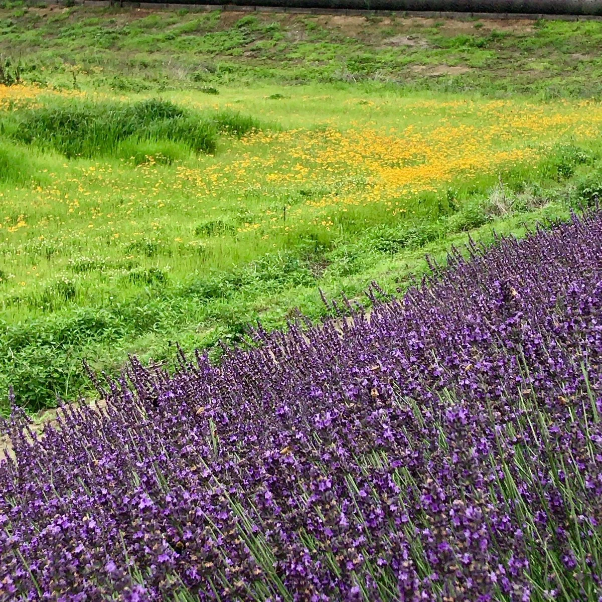 Lavender Tsutsumi