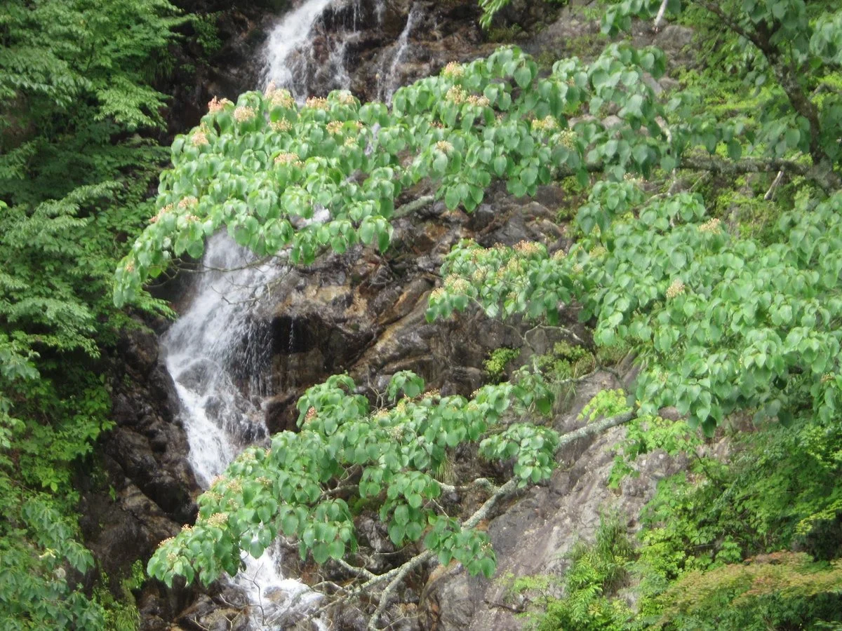 Mitoo Waterfalls