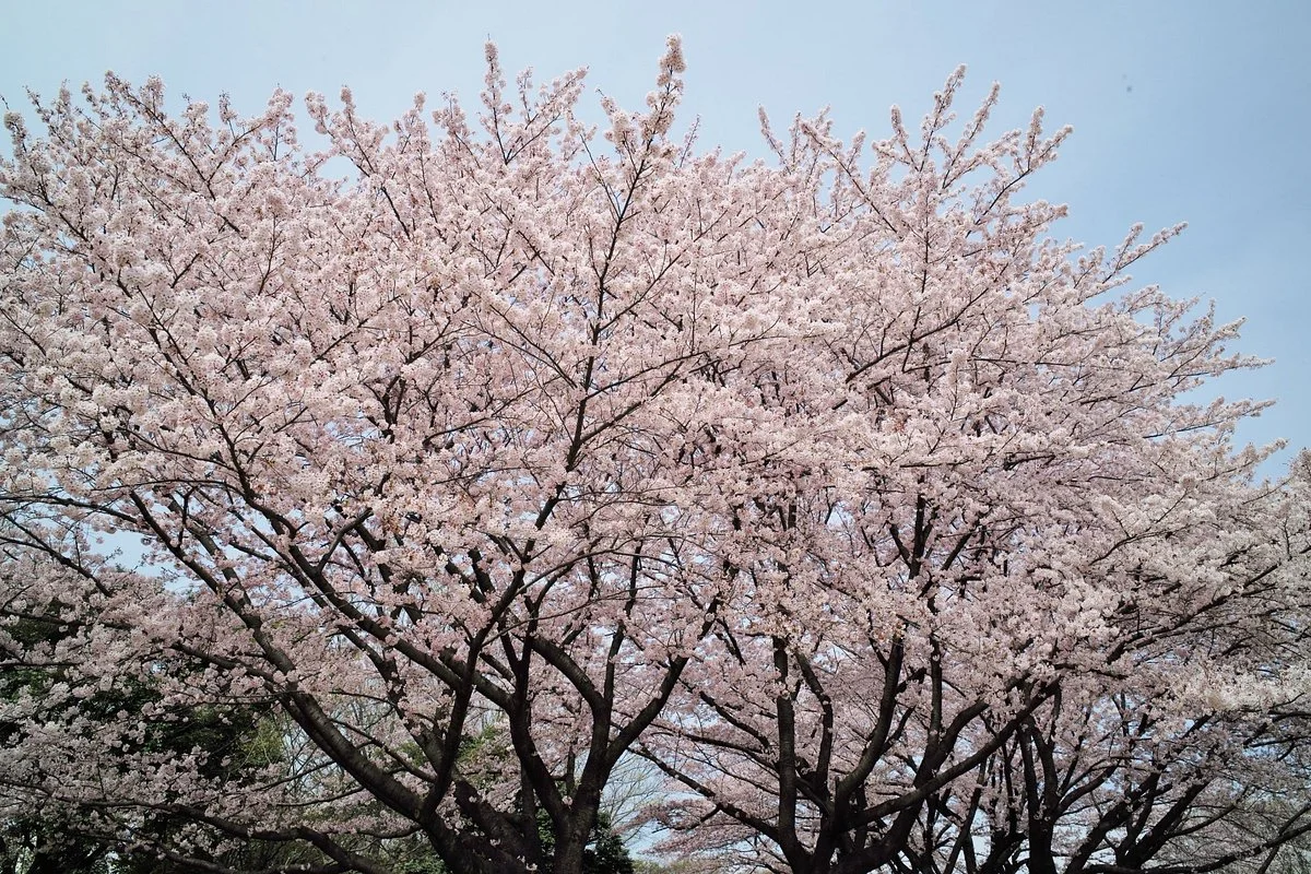 Higashimurayama Central Park