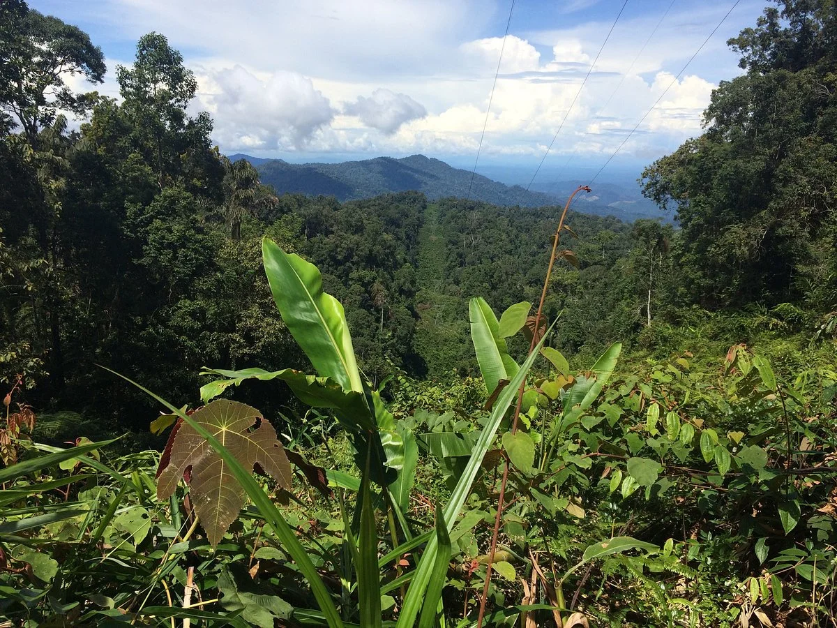 Maxwell Trail