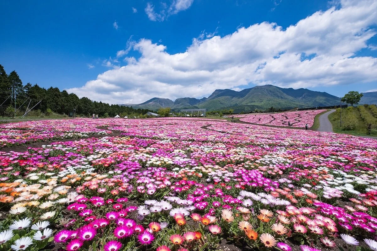 Kuju Flower Park