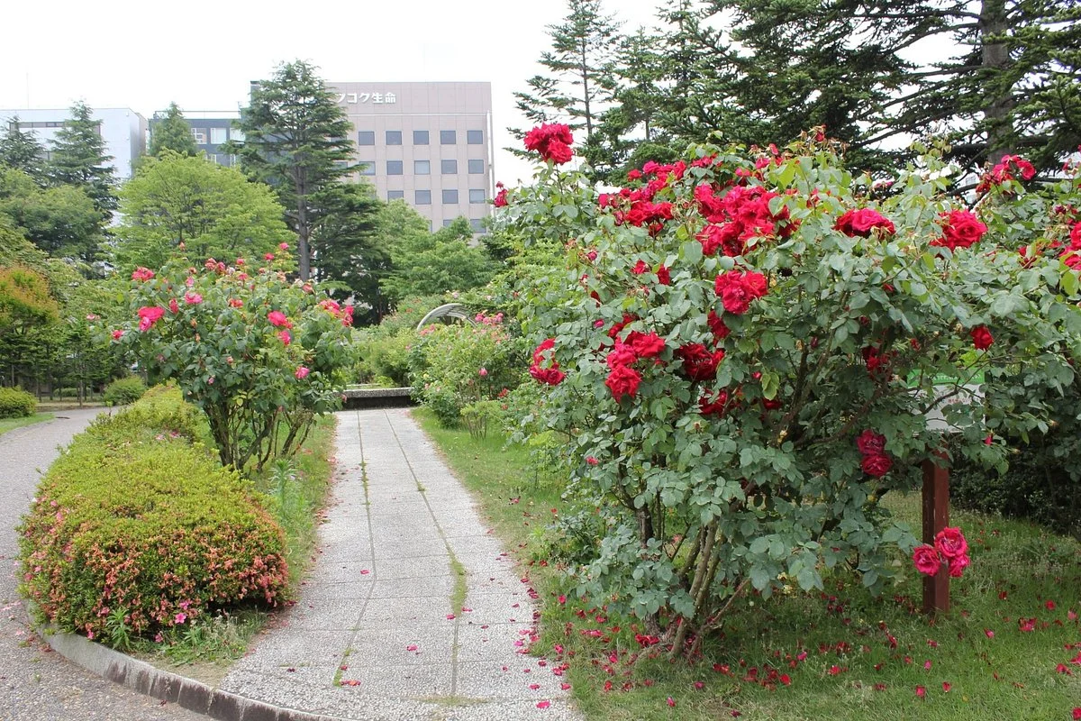 Aoimori Park