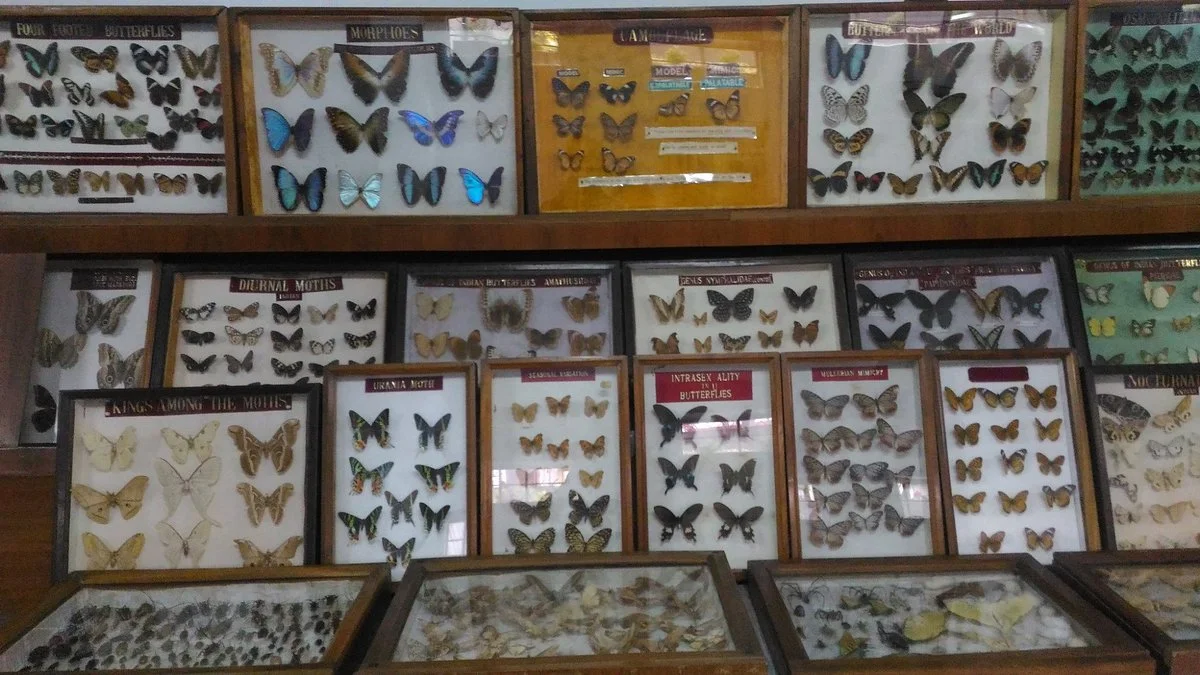 Wankhar Entomology Museum